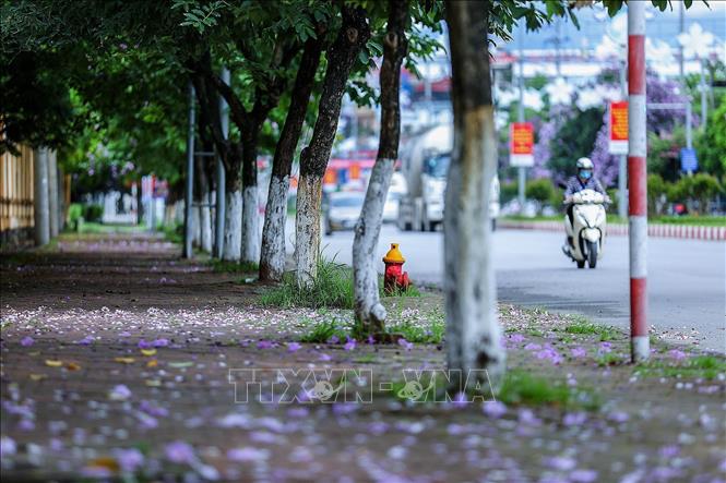 Pavements covered in the light violet colour of bang lang flowers. VNA Photo: Trọng Đạt