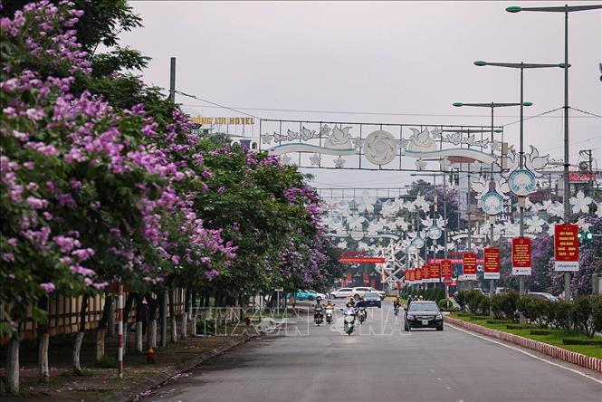 Soft beauty of light violet bang lang flowers on the streets of Hoa Binh city. VNA Photo: Trọng Đạt