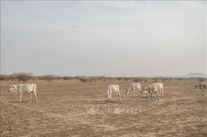 (Tư liệu) Những con bò tìm thức ăn trên cánh đồng khô hạn tại Gode, Ethiopia. Ảnh: AFP/TTXVN