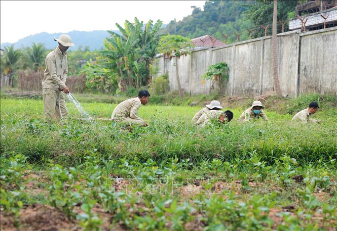 Học viên lao động trị liệu, nâng cao sức khoẻ tại cơ sở cai nghiện ma tuý tỉnh Khánh Hoà. Ảnh: Hoàng Hiếu - TTXVN