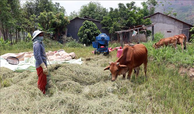 Chị Y Viên ở làng Kon Rlong xã Đăk Kôi, huyện Kon Rẫy, tỉnh Kon Tum ngoài việc gieo giống mới, còn chăn nuôi thêm bò, tận dụng phân để cải tạo ruộng lúa. Ảnh: Cao Nguyên-TTXVN