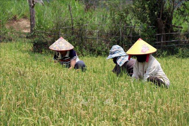 Giống lúa mới đem lại năng suất và hiệu quả kinh tế cao cho người Xơ Đăng ở xã Đăk Kôi, huyện Kon Rẫy, tỉnh Kon Tum. Ảnh: Cao Nguyên-TTXVN