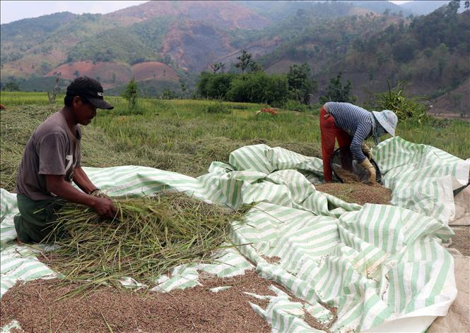 Gia đình chị Y Viên ở làng Kon Rlong xã Đăk Kôi, huyện Kon Rẫy, tỉnh Kon Tum thu hoạch lúa được gieo bằng giống mới cho năng suất cao. Ảnh: Cao Nguyên-TTXVN