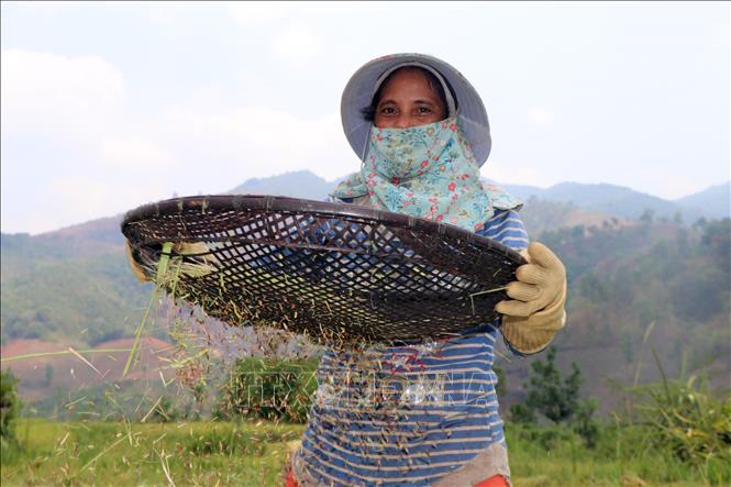 Gia đình chị Y Viên ở làng Kon Rlong, xã Đăk Kôi, huyện Kon Rẫy, tỉnh Kon Tum thu hoạch lúa được gieo bằng giống mới cho năng suất cao. Ảnh: Cao Nguyên-TTXVN