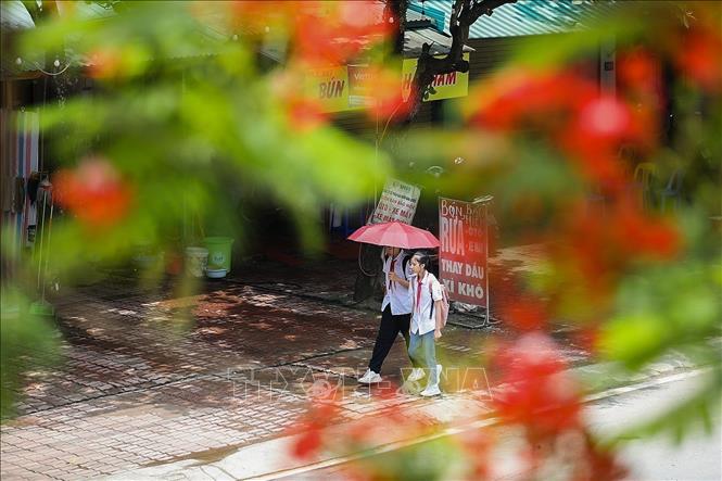 Phuong flowers has a deep-rooted reputation as the symbol of summer and school years. VNA Photo: Trọng Đạt 