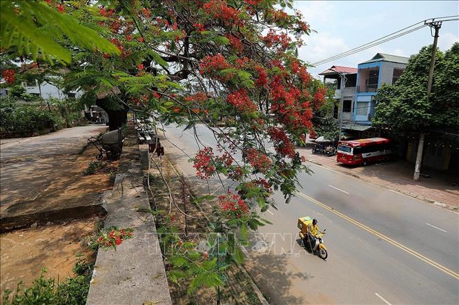 Red flowers of phuong tree and its cool green leaves signal the beginning of summer. VNA Photo: Trọng Đạt 