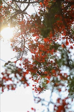 Phuong flowers bloom bright red in summer. VNA Photo: Trọng Đạt 