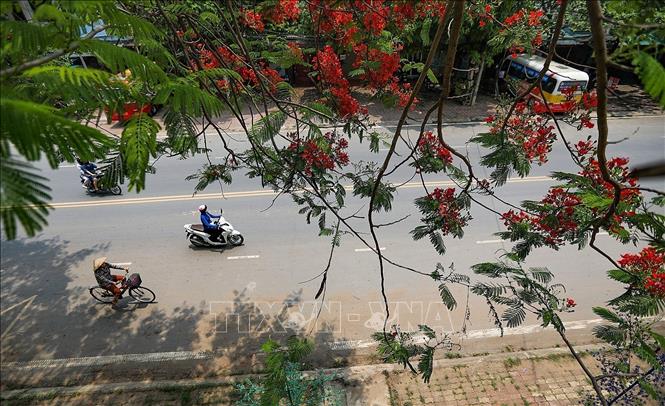The bright red colour of phuong flowers makes everyone who passes by it look up in admiration. VNA Photo: Trọng Đạt 