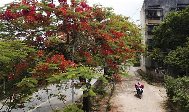 Red flowers of phuong tree and its cool green leaves signal the beginning of summer. VNA Photo: Trọng Đạt 