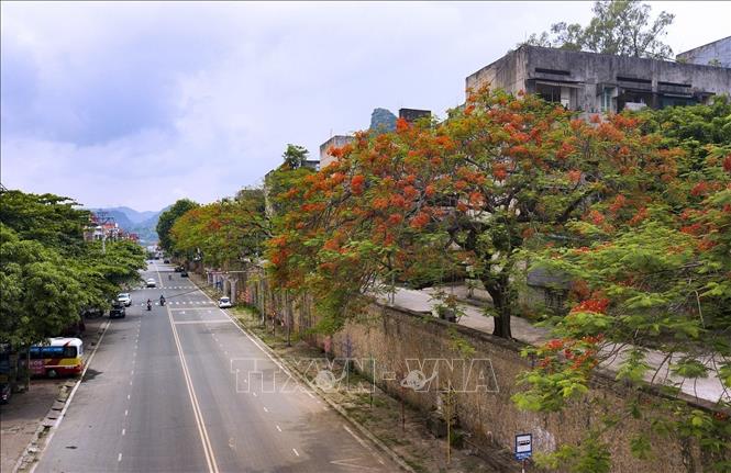 Red flowers of phuong tree and its cool green leaves signal the beginning of summer. VNA Photo: Trọng Đạt 