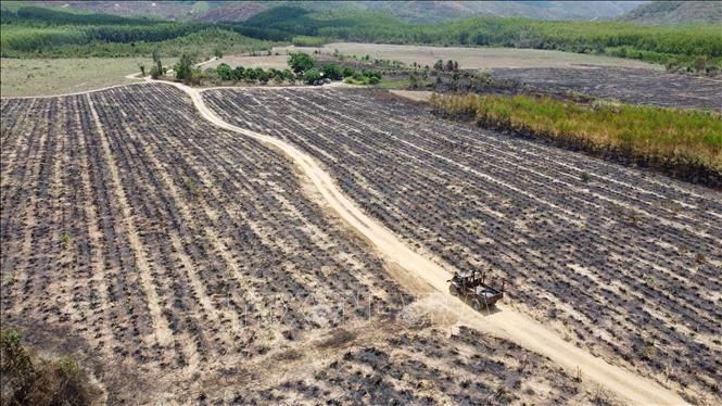 Hiện trường vụ cháy rừng và ruộng mía tại Ninh Hòa, Khánh Hòa gây thiệt hại đáng kể. Ảnh: Đặng Tuấn - TTXVN