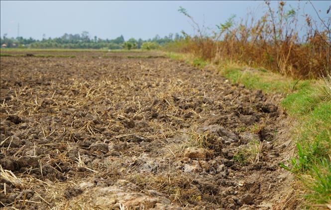 Nông dân ở Đồng Tháp bỏ gieo sạ khoảng 180ha lúa để phản đối giá bơm nước  quá cao - Ảnh thời sự trong nước - Kinh tế - Thông tấn xã