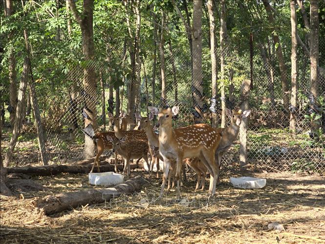 Mô hình nuôi hươu sao lấy nhung mang về thu nhập gần 100 triệu đồng/năm của anh Nguyễn Xuân Tiến tại xã biên giới Ia Dom (Ia H'Drai, Kon Tum). Ảnh: Khoa Chương - TTXVN 