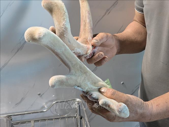 Nhung hươu sao tươi hiện có giá 15 triệu đồng/kg. Ảnh: Khoa Chương - TTXVN 