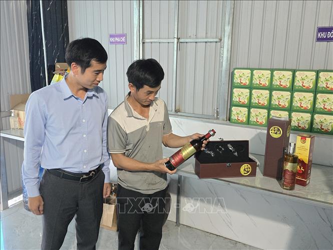 Anh Nguyễn Xuân Tiến, xã biên giới Ia Dom (Ia H'Drai, Kon Tum) giới thiệu sản phẩm chế biến từ nhung hươu sao. Ảnh: Khoa Chương - TTXVN 