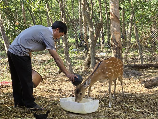 Anh Nguyễn Xuân Tiến tại xã biên giới Ia Dom (Ia H'Drai, Kon Tum) chăm sóc hươu sao. Ảnh: Khoa Chương - TTXVN 