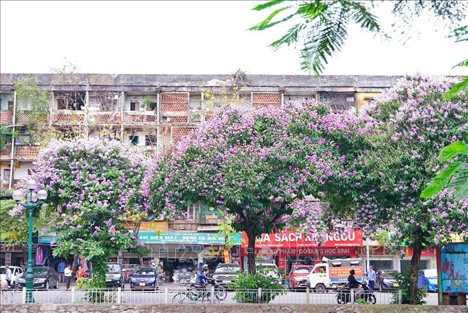 Tuyến đường Kim Ngưu ven sông Tô Lịch trở nên thơ mộng với sắc tím của hoa bằng lăng. Ảnh: Khánh Hoà - TTXVN