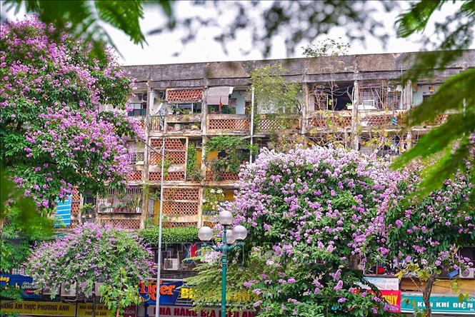 Hoa bằng lăng nở rộ tạo nên bức tranh lãng mạn và thơ mộng. Ảnh: Khánh Hoà - TTXVN
