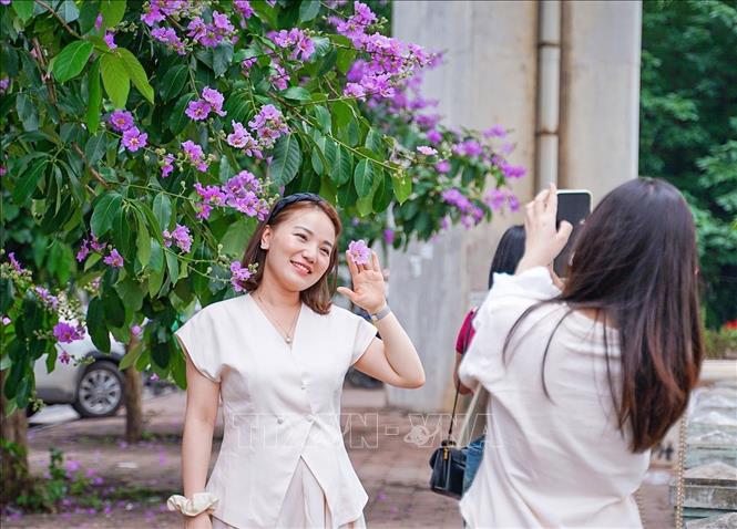 Chụp ảnh cùng hoa bằng lăng cũng là 1 trào lưu của giới trẻ Thủ đô những ngày đầu Hè năm nay. Ảnh: Khánh Hoà - TTXVN