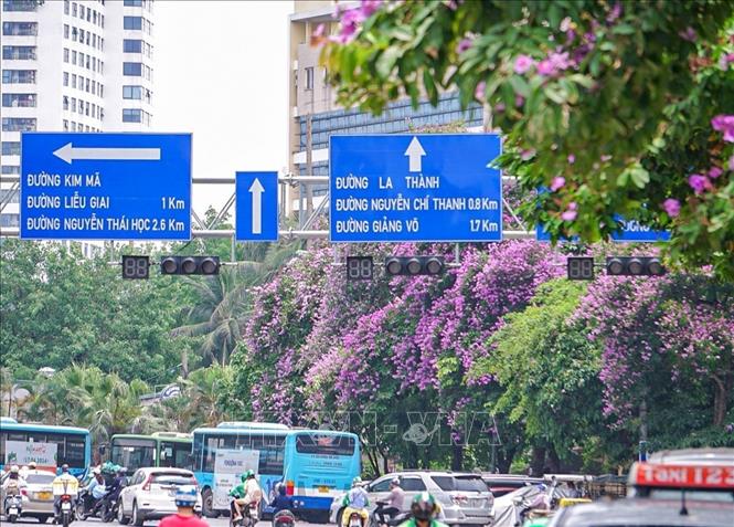 Sắc hoa bằng lăng trên đường Cầu Giấy. Ảnh: Khánh Hoà - TTXVN