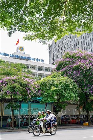 Sắc hoa bằng lăng trước cổng trường Đại học Giao thông vận tải. Ảnh: Khánh Hoà - TTXVN
