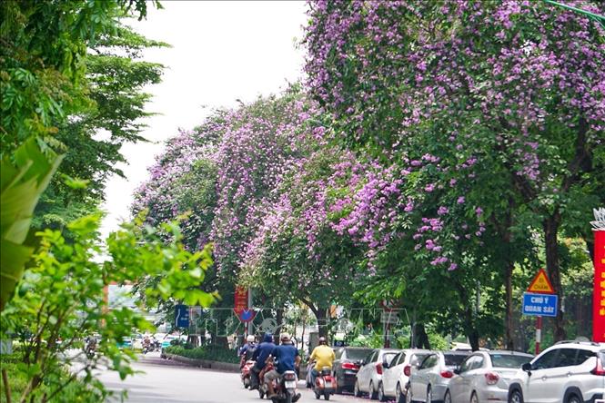 Hoa bằng lăng nở tím dọc đường Kim Mã. Ảnh: Khánh Hoà - TTXVN