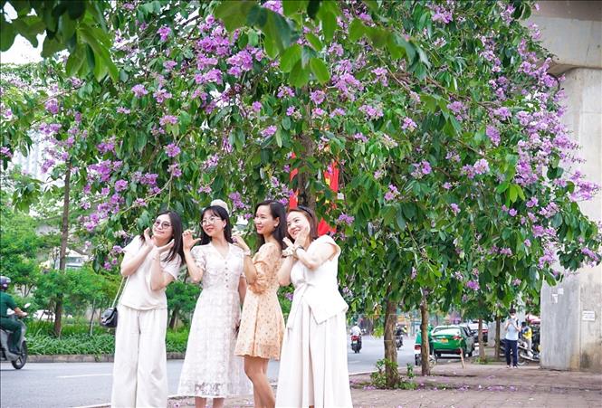 Các thiếu nữ tạo dáng chụp ảnh bên hàng cây bằng lăng đang nở rộ hoa trên phố Hoàng Cầu, quận Đống Đa. Ảnh: Khánh Hoà - TTXVN