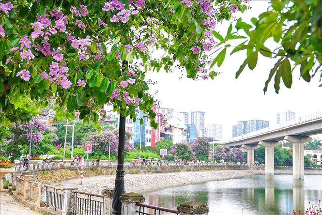 Sắc tím bằng lăng quanh hồ Hoàng Cầu. Ảnh: Khánh Hoà - TTXVN