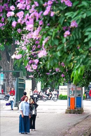 Sắc hoa tím bằng lăng trước cổng Đại học Bách Khoa Hà Nội. Ảnh: Khánh Hoà - TTXVN