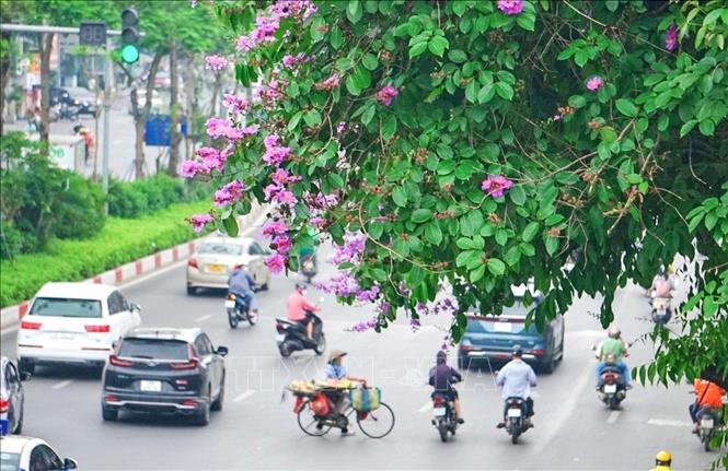 Sắc tím hoa bằng lăng trên phố Đại Cồ Việt, quận Hai Bà Trưng. Ảnh: Khánh Hoà - TTXVN