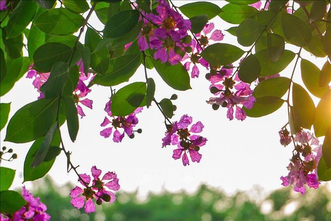 Ngoài sắc tím chủ đạo, hoa bằng lăng còn có màu trắng nhạt, hồng. Ảnh: Khánh Hoà - TTXVN