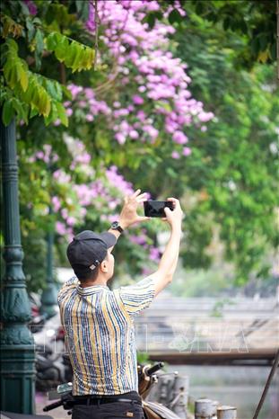 Sắc tím hoa bằng lăng nổi bật trong những ngày Hè, thu hút sự chú ý của rất nhiều người yêu cái đẹp. Ảnh: Khánh Hoà - TTXVN