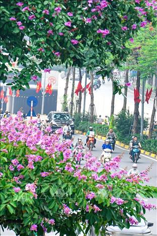 Có một Hà Nội đẹp như mơ trong mùa hoa bằng lăng tím. Ảnh: Khánh Hoà - TTXVN