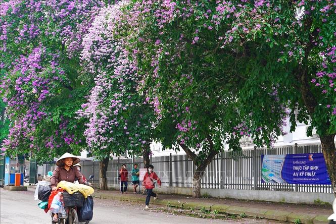 Hoa bằng lăng nở rộ báo hiệu chuẩn bị bước vào những ngày nắng Hè rực rỡ nhất. Ảnh: Khánh Hoà - TTXVN
