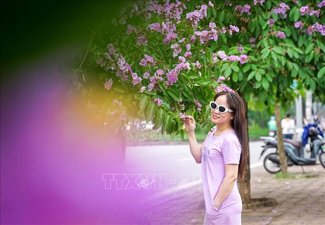 Sắc tím hoa bằng lăng lãng mạn nổi bật trong những ngày Hè thu hút sự chú ý của nhiều người yêu cái đẹp. Ảnh: Khánh Hoà - TTXVN