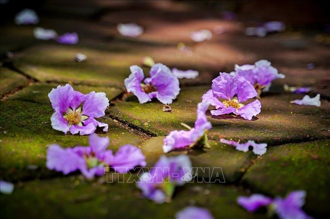 Mùa hoa bằng lăng đến nhanh nhưng cũng chóng tàn. Chỉ sau vài cơn mưa mùa hạ, những cánh hoa đã nhạt màu rồi rụng dần. Ảnh: Khánh Hoà - TTXVN