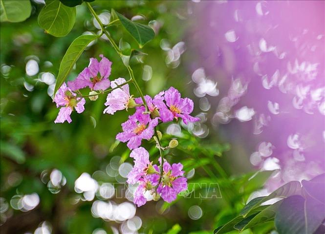 Cánh hoa bằng lăng mỏng, nhẹ như xác pháo, thường có màu tím, hồng, trắng nhạt. Phổ biến nhất với người dân Thủ đô vẫn là sắc tím biếc xen lẫn nhụy vàng. Ảnh: Khánh Hoà - TTXVN