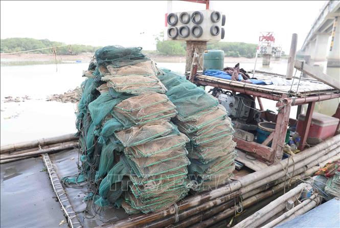Dọc chiều dài hơn 10km trên sông Bùng nối với cửa biển Lạch Vạn, có hàng chục bè mảng của ngư dân tham gia khai thác thủy, hải sản bằng lưới bát quái. Ảnh: Xuân Tiến - TTXVN