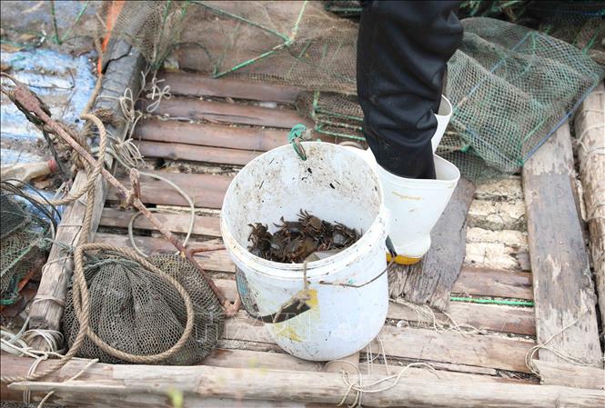 Thùng nhựa đựng các loại thủy, hải sản bắt được sau một lần thu lưới bát quái. Ảnh: Xuân Tiến - TTXVN 