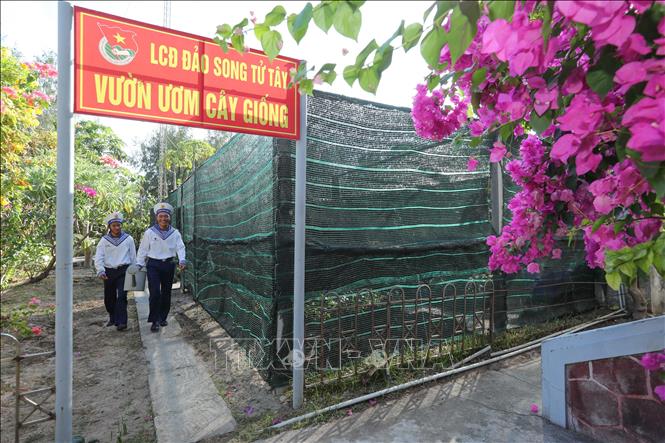 Mỗi năm, vườn cây giống trên đảo Song Tử Tây cung ứng cho đảo và các đảo lân cận hơn 6000 cây giống, góp phần làm cho Trường Sa thêm xanh. Ảnh: Hoàng Hiếu – TTXVN