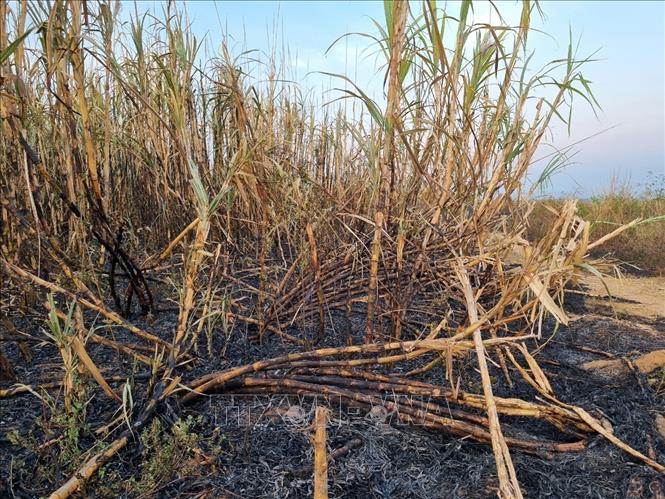A sugarcane plantation in Kon Tum province is shriveled up. VNA Photo