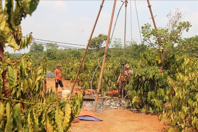 Coffee-growing areas in Gia Lai province are withered. VNA Photo