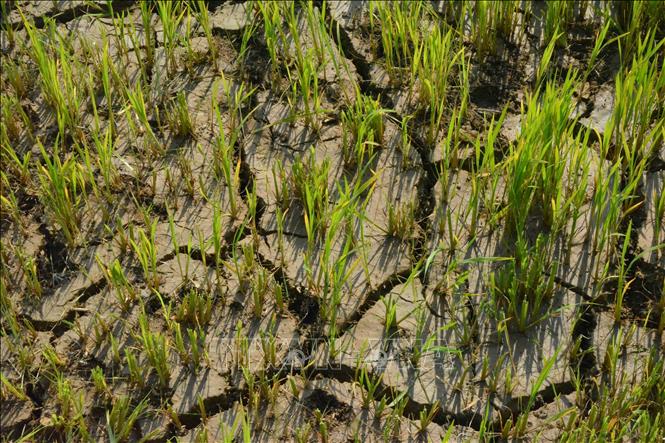 Farmers in Bong Krang commune, Lak district, Dak Lak province face losses as rice fields are damaged by droughts. VNA Photo