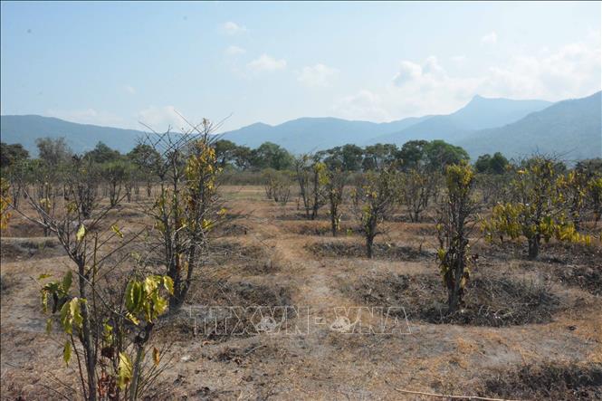 A coffee plantation in Bong Krang commune, Lak district, Dak Lak province is withered due to lack of water. VNA Photo