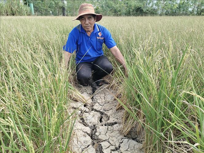 Droughts affect severely to the third rice crop in Giong Trom district, Ben Tre province. VNA Photo