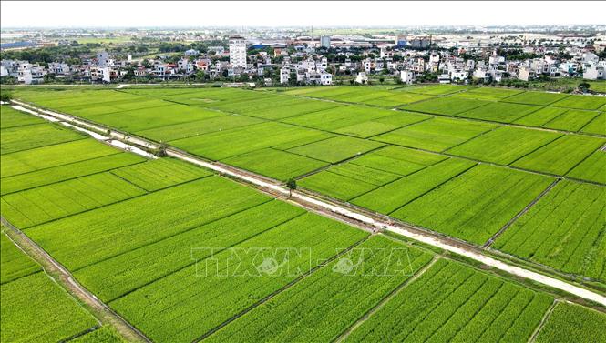 Tỉnh Thái Bình phấn đấu đến năm 2030, GRDP nông nghiệp đạt gần 16 nghìn tỷ đồng, đóng góp khoảng 9,1% vào GRDP toàn tỉnh. Ảnh: Thế Duyệt – TTXVN