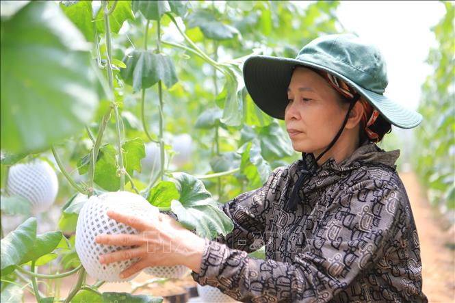 Mô hình trồng dưa lưới công nghệ cao giúp người dân xã Tiến Đức, huyện Hưng Hà, thu về hơn nửa tỷ đồng mỗi năm. Ảnh: Thế Duyệt – TTXVN