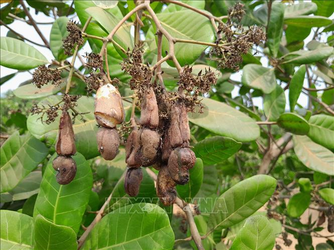 Cashew fruits are withered in Binh Phuoc province due to heat waves. VNA Photo