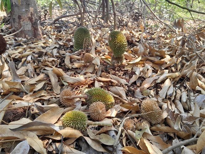 Young durians fall in Binh Phuoc province due to heat waves. VNA Photo
