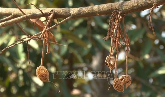 Young durians are withered in Binh Phuoc province due to heat waves. VNA Photo